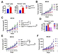 nk细胞的作用与功效 nk细胞的作用与功效